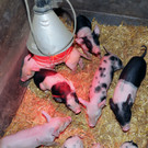 Ferkel 19-03-2013 42_jpg-1363967305