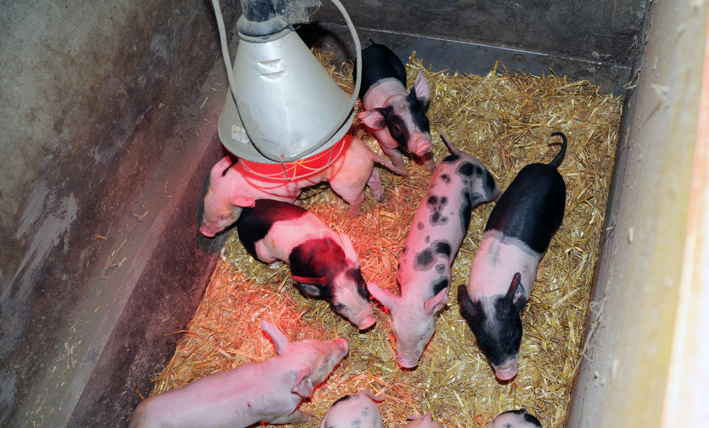 Ferkel 19-03-2013 42_jpg-1363967305