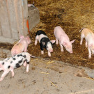 Ferkel 19-03-2013 47_jpg-1363967324