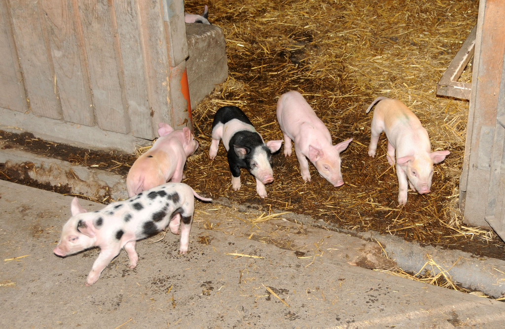 Ferkel 19-03-2013 47_jpg-1363967324