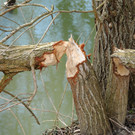 Biberbiss H__chst 19-03-2013 2_jpg-1363967335