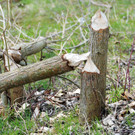 Biberbiss H__chst 19-03-2013 4_jpg-1363967345