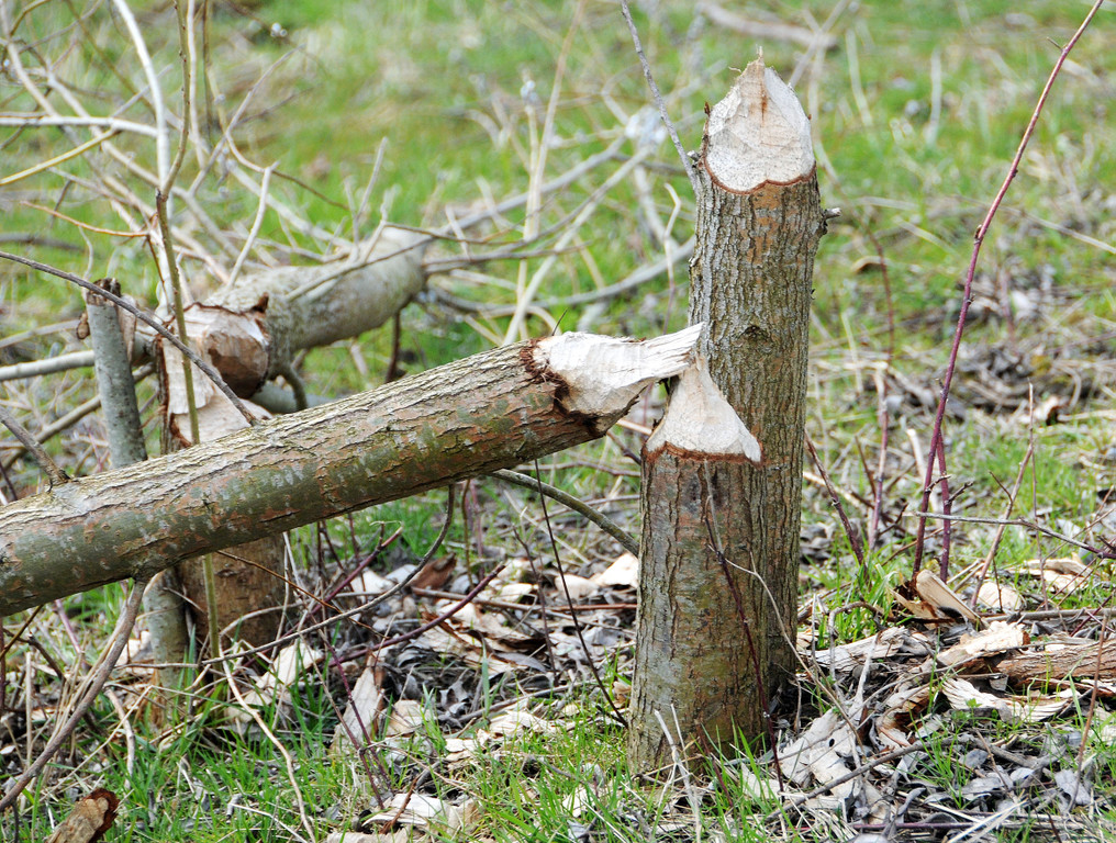 Biberbiss H__chst 19-03-2013 4_jpg-1363967345