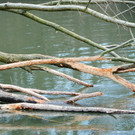 Biberbiss H__chst 19-03-2013 5_jpg-1363967354