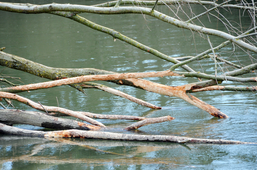 Biberbiss H__chst 19-03-2013 5_jpg-1363967354