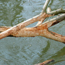 Biberbiss H__chst 19-03-2013 18_jpg-1363967417