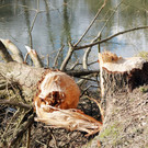 Biberbiss H__chst 19-03-2013 6_jpg-1363967370