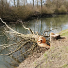 Biberbiss H__chst 19-03-2013 7_jpg-1363967386