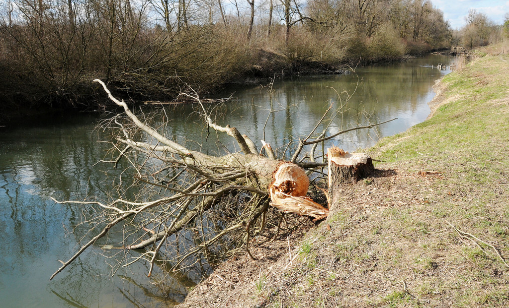 Biberbiss H__chst 19-03-2013 7_jpg-1363967386