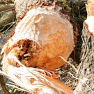 Biberbiss H__chst 19-03-2013 15_jpg-1363967395