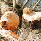 Biberbiss H__chst 19-03-2013 16_jpg-1363967408