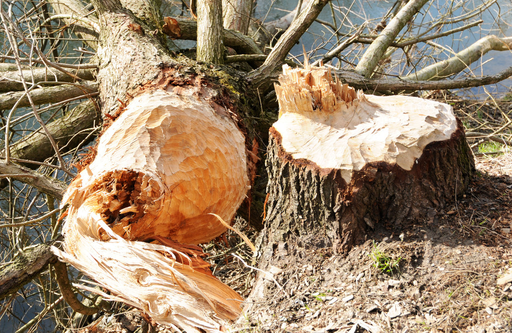 Biberbiss H__chst 19-03-2013 16_jpg-1363967408