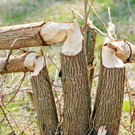 Biberbiss H__chst 19-03-2013 19_jpg-1363967427