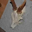 DSC_9352 - Kopie_jpg-1363969449