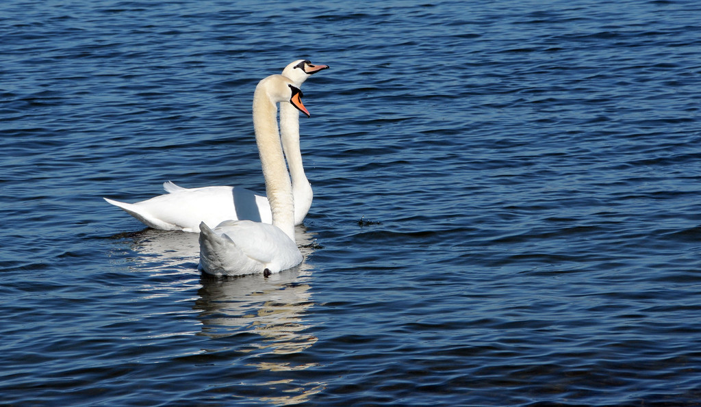 Seeputzete Gai__au 2013 92_jpg-1363973741