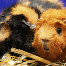 Niedliche Meerschweinchenfamilie