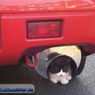lustiges_bild_katze-im-auspuff.jpg