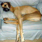 hund.jpg