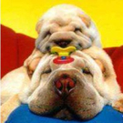 hunde.jpg