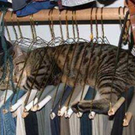 katze.jpg