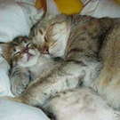 katzen.jpg