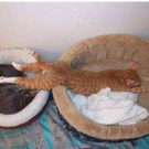 sofa.jpg