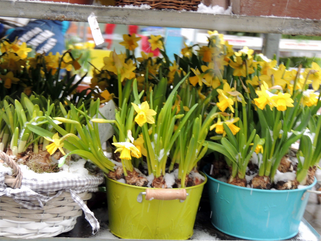 DSCN9008_JPG-1364343145