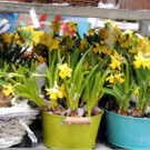    Frühlingsboten am Blumenmarkt   