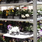 DSCN9012_JPG-1364343154