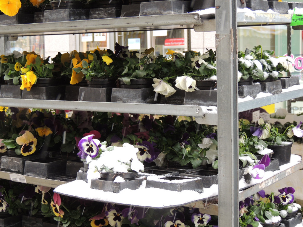 DSCN9012_JPG-1364343154