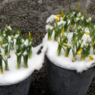 DSCN9010_JPG-1364343149