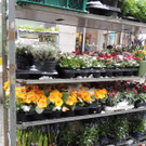 DSCN9005_JPG-1364343133