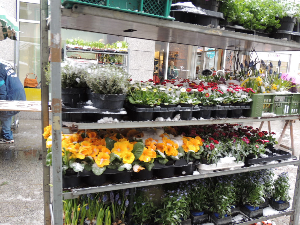 DSCN9005_JPG-1364343133