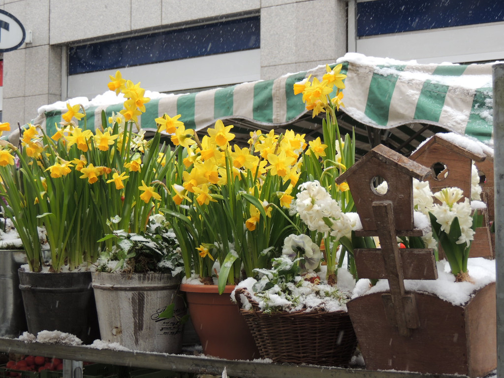 DSCN9007_JPG-1364343141