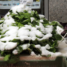 DSCN9017_JPG-1364343162