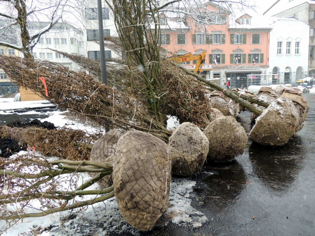 DSCN8877_JPG-1364345188