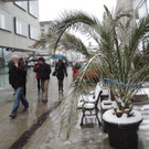 DSCN9047_JPG-1364390402