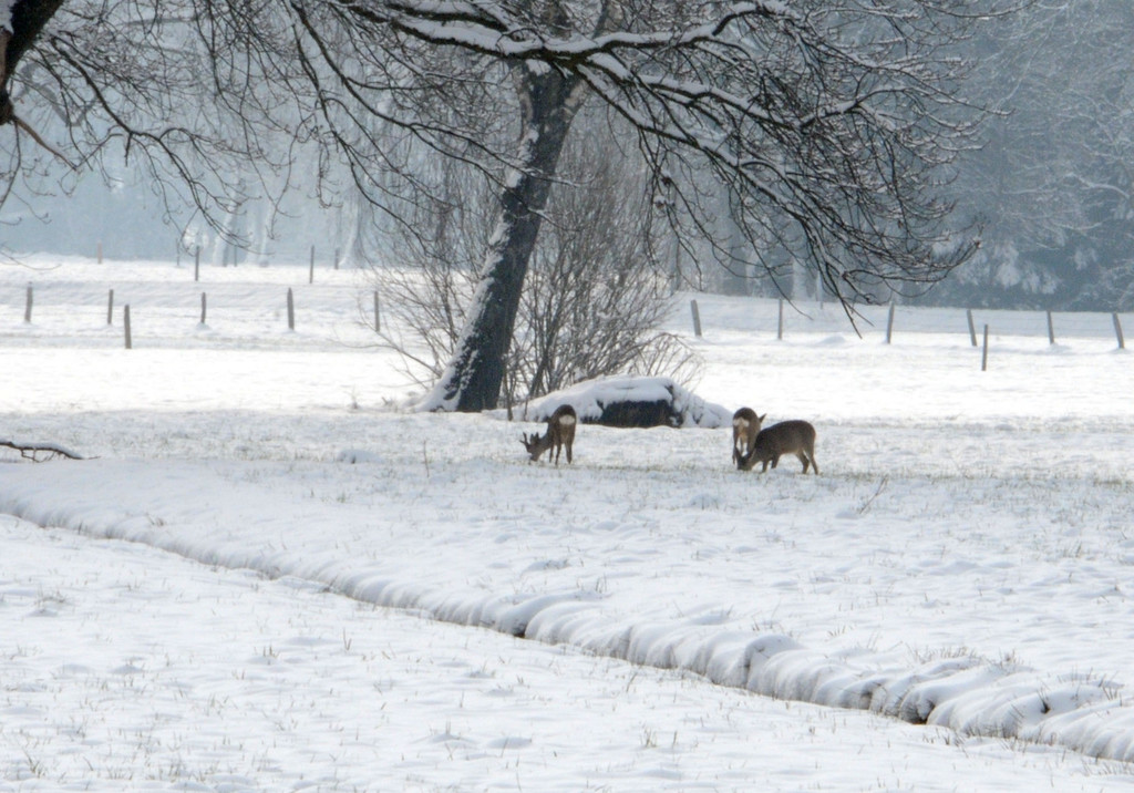 Rehe im Ried Hard 27-03-2013 2_jpg-1364410100