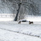 Rehe im Märzschnee