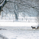 Rehe im Ried Hard 27-03-2013 6_jpg-1364410104