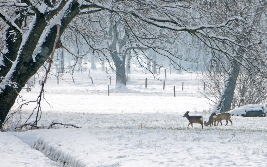 Rehe im Ried Hard 27-03-2013 6_jpg-1364410104