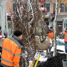  Erste Bäume werden gepflanzt