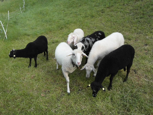 Steinschaf.