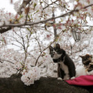 Kirschbäume in Japan in voller Pracht