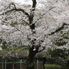 IBD0162-20130329.jpg