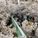 IBD0261-20130324.jpg