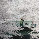 IBD0225-20130324.jpg