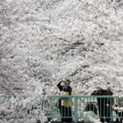 IBD0224-20130324.jpg