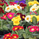 BK_Ostermarkt_Feldkirch-54_jpg-1364663426