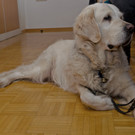 blindenhund_jpg-1364802613